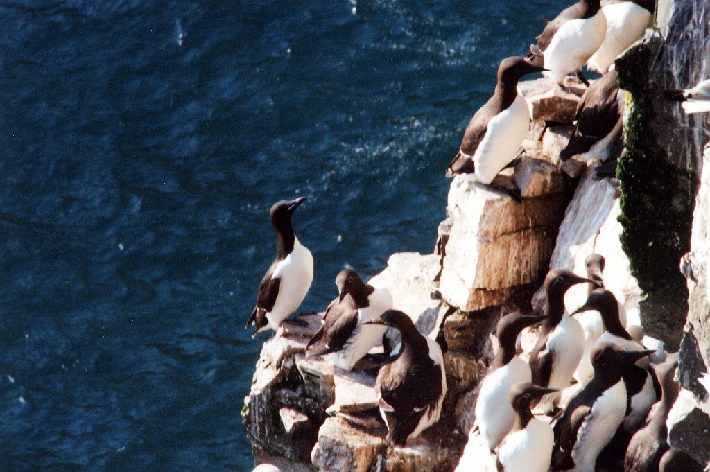 Murre, Thick-billedl, Cape St Mary's NFLD, 6-1994 B03P24I02.jpg - Thick-billed Murre